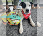 Small #1 Mutt