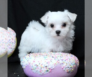 Maltese Puppy for sale in ROCK VALLEY, IA, USA