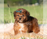 Small #4 Poodle (Toy)