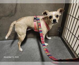 Chihuahua Dogs for adoption in Santa Cruz, CA, USA