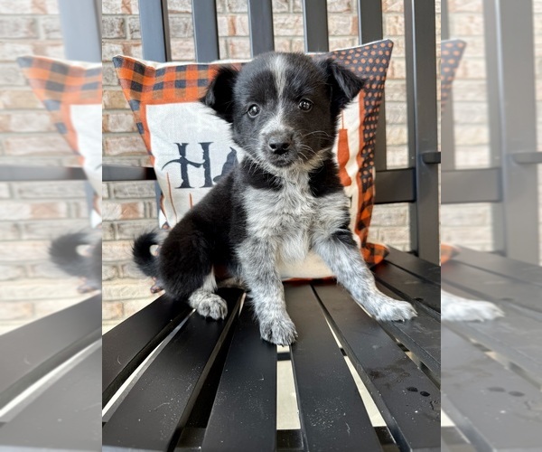 Medium Photo #1 Australian Cattle Dog-Border Collie Mix Puppy For Sale in GREENFIELD, IN, USA