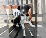 Puppy Bastian Australian Cattle Dog-Border Collie Mix
