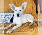 Small #1 white german shepherd Mix
