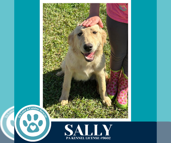 Medium Photo #3 Golden Retriever-Unknown Mix Puppy For Sale in Kimberton, PA, USA