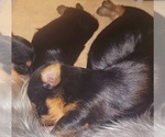 Small Photo #3 Yorkshire Terrier Puppy For Sale in MORENO VALLEY, CA, USA