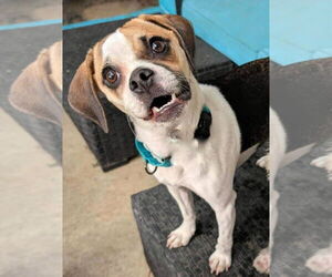Puggle Dogs for adoption in Temecula, CA, USA