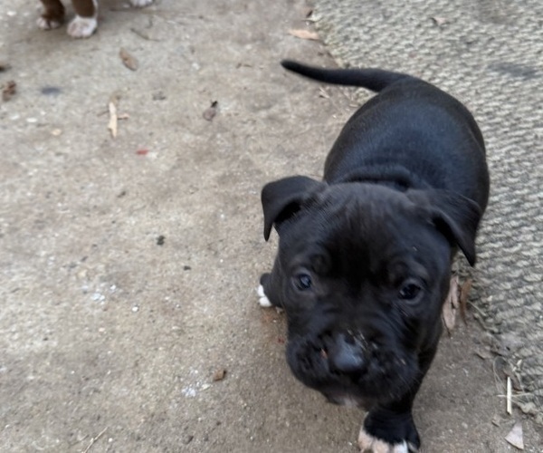 Medium Photo #6 American Bulldog Puppy For Sale in MACON, GA, USA