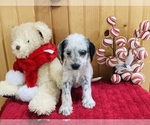 Small Photo #1 Dalmadoodle Puppy For Sale in TRENTON, MO, USA