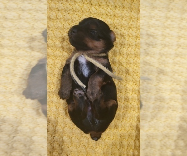 Medium Photo #5 Yorkshire Terrier Puppy For Sale in WHITTIER, CA, USA