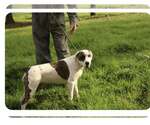 Small American Bulldog Mix