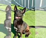 Small #2 Australian Kelpie-German Shepherd Dog Mix