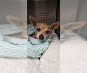Chihuahua Dogs for adoption in Rancho Cucamonga, CA, USA