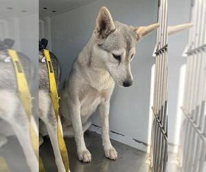 Siberian Husky Dogs for adoption in Stockton, CA, USA