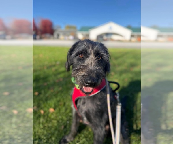 Medium Photo #1 Irish Wolfhound-Unknown Mix Puppy For Sale in Croydon, NH, USA