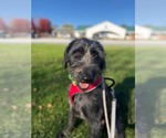 Klaus - Male Irish Wolfhound-Unknown Mix Dog for Adoption - Small photo