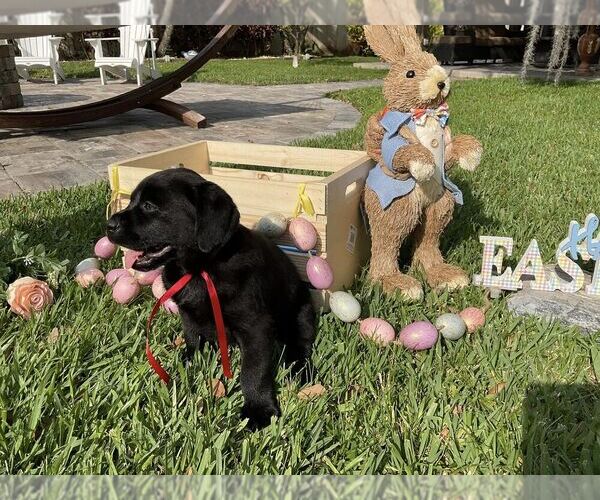 Medium Photo #31 Labrador Retriever Puppy For Sale in MIAMI, FL, USA