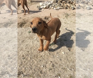 Rhodesian Ridgeback Puppy for sale in MORONGO VALLEY, CA, USA