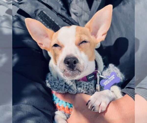 Medium Photo #16 Chihuahua Puppy For Sale in Oak Bluffs, MA, USA