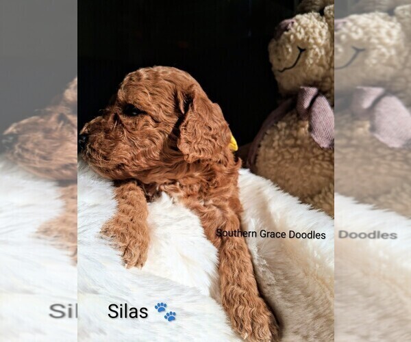 Medium Photo #11 Goldendoodle (Miniature) Puppy For Sale in GASTONIA, NC, USA