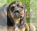 Small #9 Cocker Spaniel