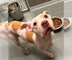 Small Photo #2 Mutt Puppy For Sale in Baytown, TX, USA