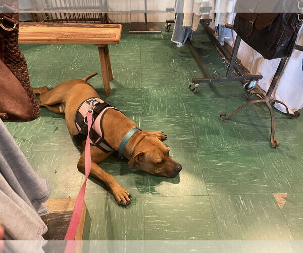 Medium Photo #11 Black Mouth Cur-Unknown Mix Puppy For Sale in Sanford, FL, USA