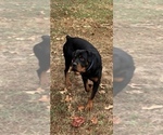 King Rottweiler - Male Rottweiler Puppy for Sale - Photo #3