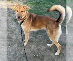 Small #6 Mutt