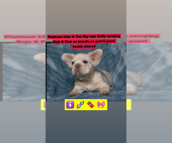 Medium Photo #1 French Bulldog Puppy For Sale in CONROE, TX, USA