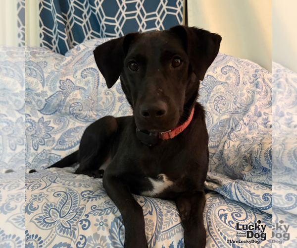 Medium Photo #4 Labrador Retriever-Unknown Mix Puppy For Sale in Washington, DC, USA