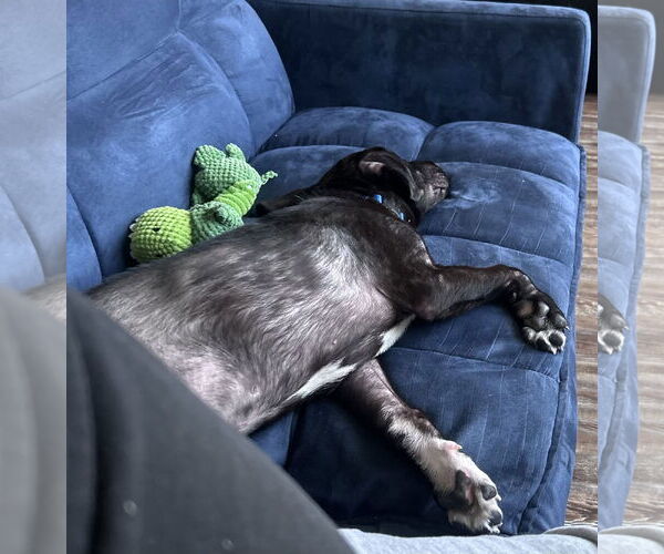 Medium Photo #5 American Staffordshire Terrier-Labrador Retriever Mix Puppy For Sale in McKinney, TX, USA