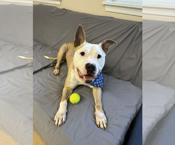 Medium Photo #6 American Bulldog-Labrador Retriever Mix Puppy For Sale in Rockaway, NJ, USA