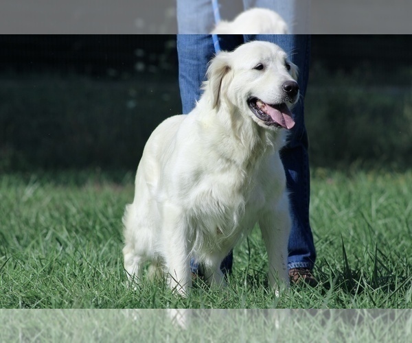 Medium Photo #1 Golden Retriever Puppy For Sale in NEOLA, WV, USA