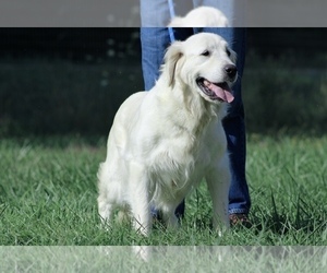 Mother of the Golden Retriever puppies born on 07/18/2026