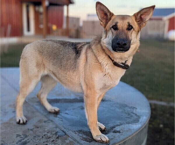 Medium Photo #2 German Shepherd Dog Puppy For Sale in MILFORD, IN, USA