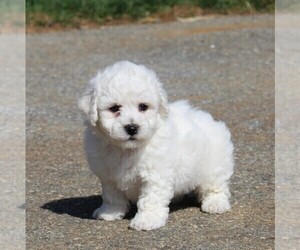 Bichon Frise Puppy for sale in GORDONVILLE, PA, USA