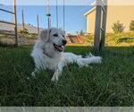 Small #1 Collie-Great Pyrenees Mix