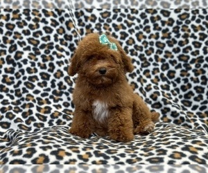 Poodle (Toy) Puppy for sale in LAKELAND, FL, USA