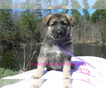 Small #5 German Shepherd Dog