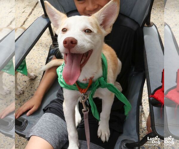Medium Photo #7 Siberian Husky-Unknown Mix Puppy For Sale in Washington, DC, USA