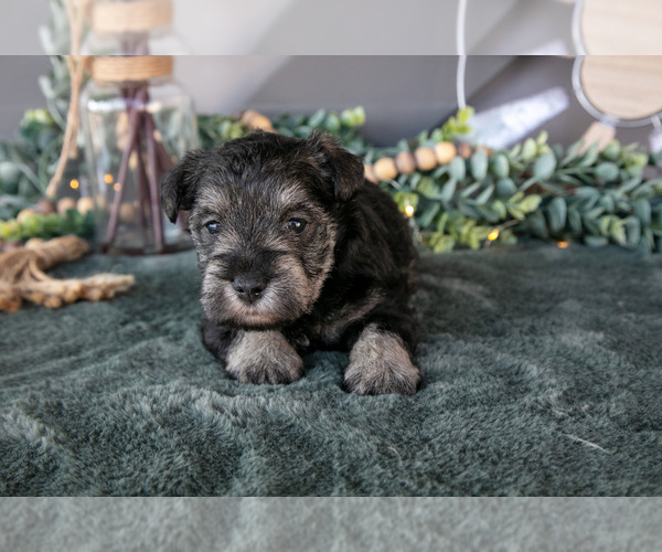 Medium Photo #44 Schnauzer (Miniature) Puppy For Sale in BALTIC, OH, USA