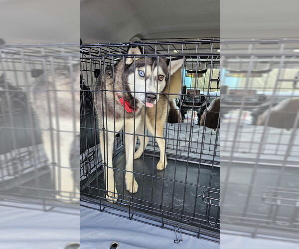 Medium Photo #2 Siberian Husky Puppy For Sale in Severn, MD, USA