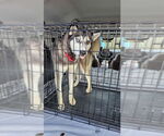 Small #1 Siberian Husky