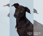 Small #5 Labrador Retriever Mix