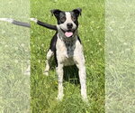 Small #1 Labrador Retriever Mix