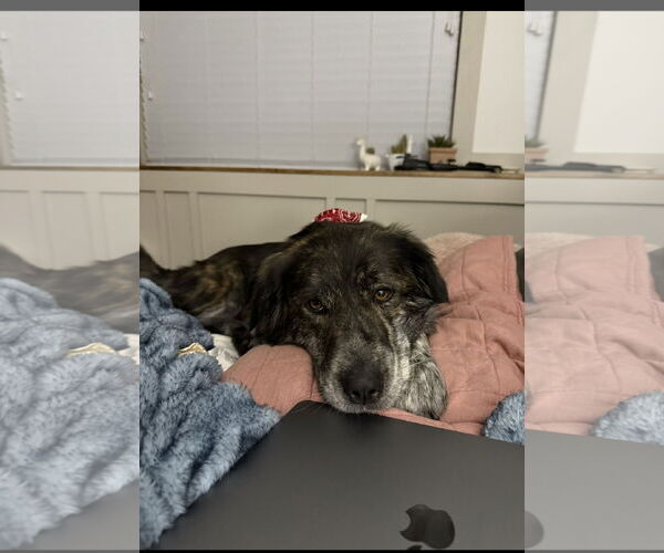 Medium Photo #5 Great Pyrenees Puppy For Sale in Bountiful, UT, USA