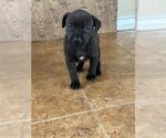 Small #1 American Staffordshire Terrier Mix
