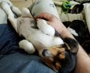 Small Photo #27 Beagle Puppy For Sale in CENTRALIA, WA, USA