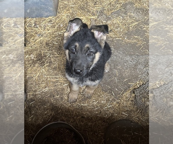 Medium Photo #1 German Shepherd Dog Puppy For Sale in ARMSTRONG, MO, USA