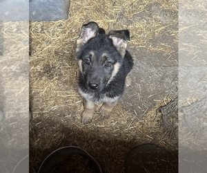 German Shepherd Dog Puppy for sale in ARMSTRONG, MO, USA